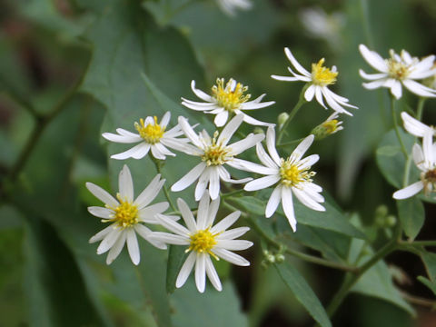 Aster iinumae