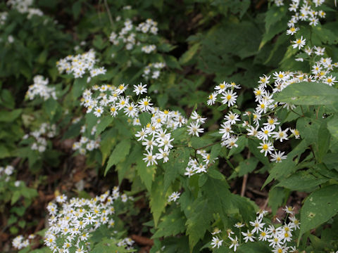 Aster iinumae