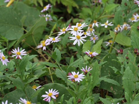 Aster iinumae