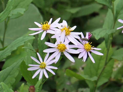 Aster iinumae