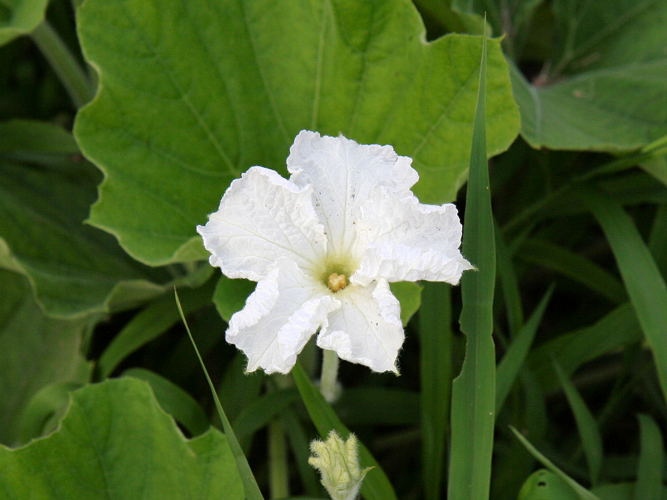 Lagenaria siceraria var. hispida