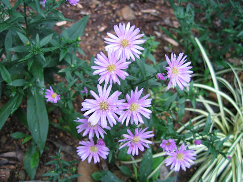 Aster novi-belgii