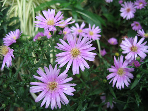 Aster novi-belgii