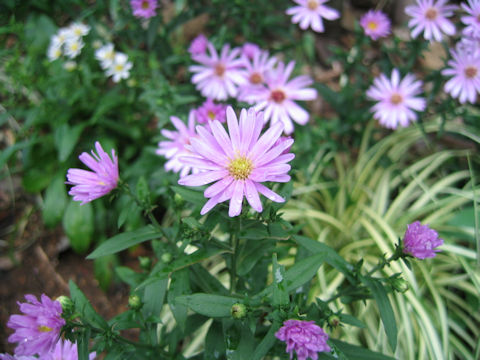 Aster novi-belgii