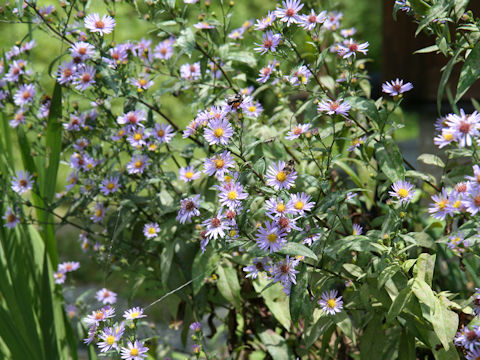 Aster novi-belgii