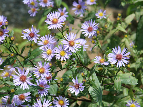 Aster novi-belgii