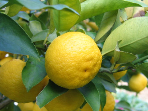 Citrus junos