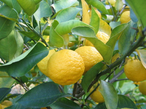 Citrus junos