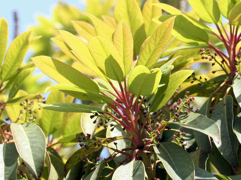 Daphniphyllum macropodum