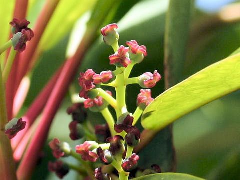 Daphniphyllum macropodum