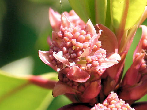 Daphniphyllum macropodum