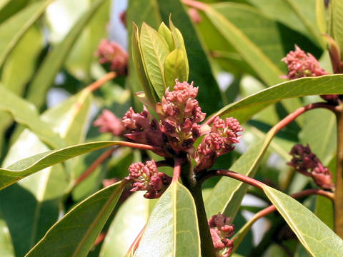 Daphniphyllum macropodum