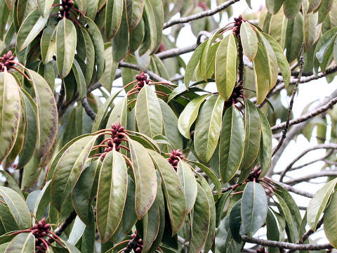 Daphniphyllum macropodum