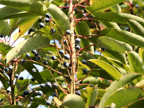 Daphniphyllum macropodum