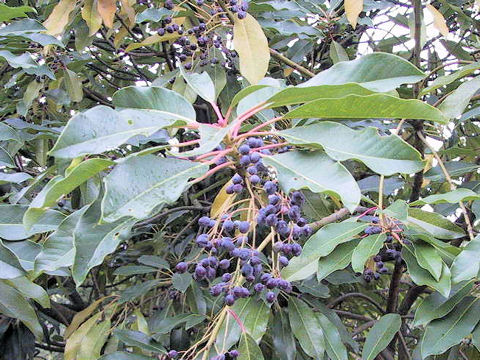 Daphniphyllum macropodum