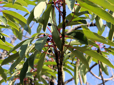 Daphniphyllum macropodum