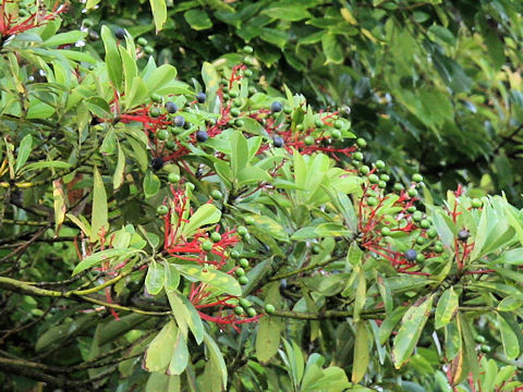 Daphniphyllum macropodum