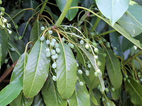 Daphniphyllum macropodum