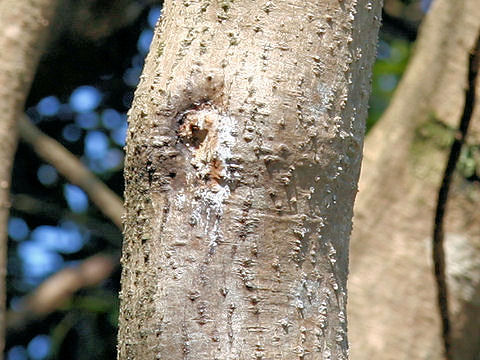 Daphniphyllum macropodum