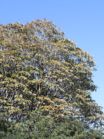 Daphniphyllum macropodum