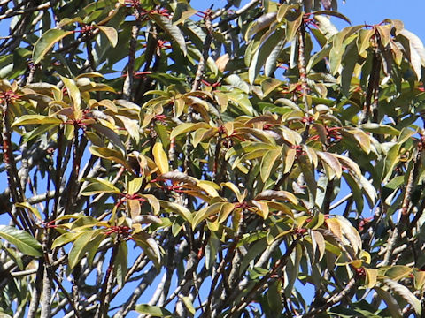 Daphniphyllum macropodum