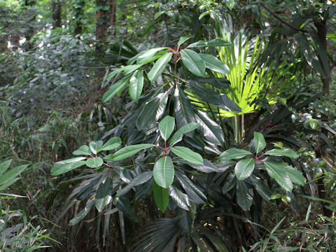 Daphniphyllum macropodum