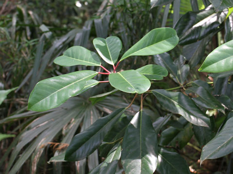 Daphniphyllum macropodum