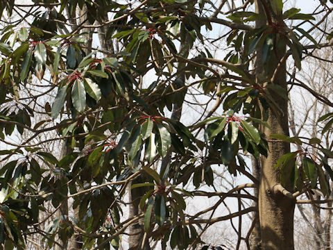 Daphniphyllum macropodum