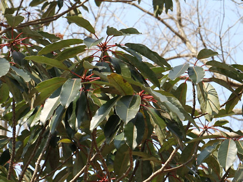 Daphniphyllum macropodum