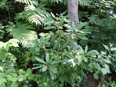 Daphniphyllum macropodum