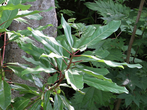 Daphniphyllum macropodum