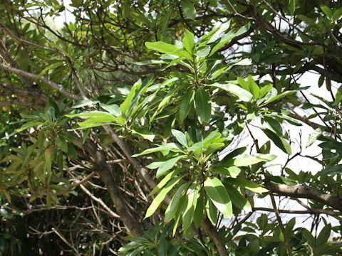 Daphniphyllum macropodum