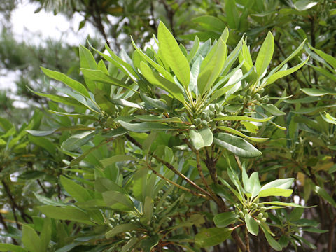 Daphniphyllum macropodum