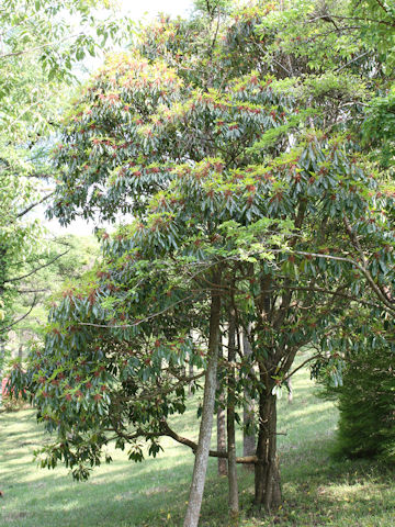 Daphniphyllum macropodum