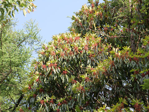 Daphniphyllum macropodum