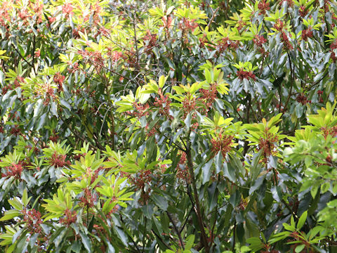 Daphniphyllum macropodum