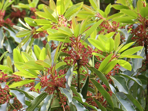 Daphniphyllum macropodum