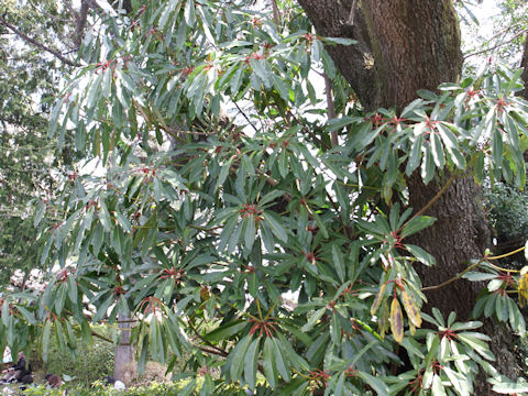 Daphniphyllum macropodum