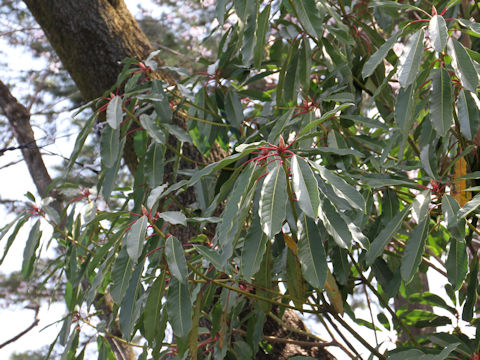 Daphniphyllum macropodum