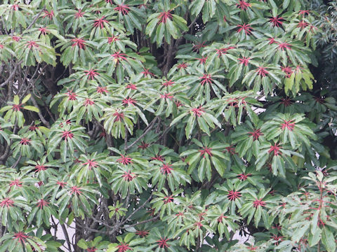 Daphniphyllum macropodum