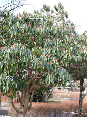 Daphniphyllum macropodum