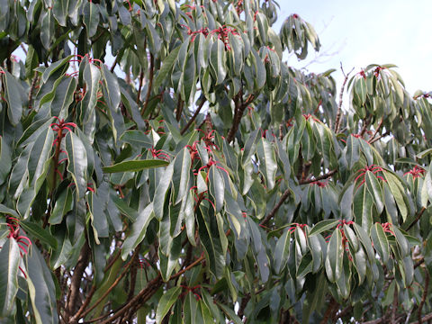 Daphniphyllum macropodum