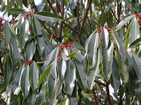 Daphniphyllum macropodum