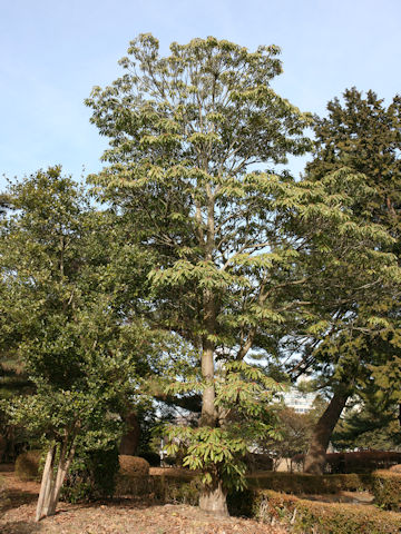 Daphniphyllum macropodum