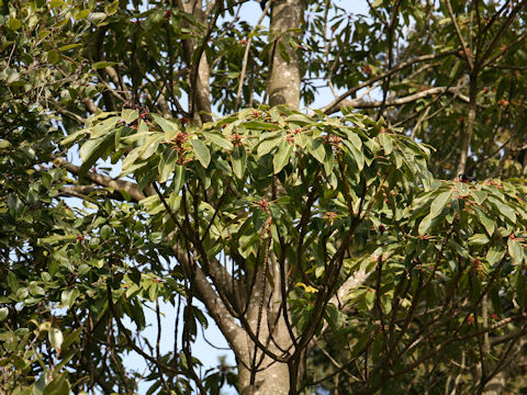 Daphniphyllum macropodum