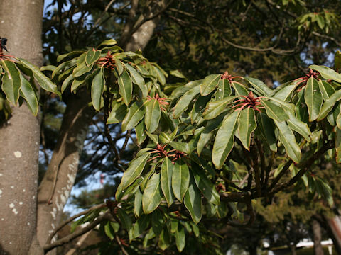 Daphniphyllum macropodum