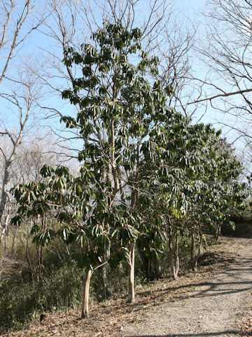 Daphniphyllum macropodum