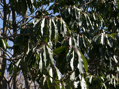 Daphniphyllum macropodum