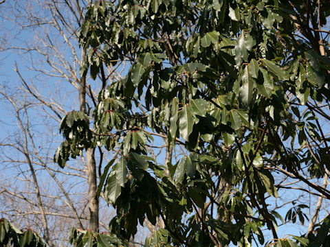 Daphniphyllum macropodum