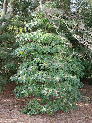 Daphniphyllum macropodum